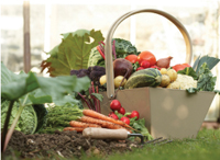 Planning Your Fall Vegetable Garden 