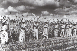 Many German prisoners of war worked long hours in area fields salvaging crops left behind by farmers  who were serving their country. These men contributed to the labor force on the George Ranch.