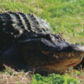 Alligators  in Fort Bend