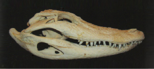 An adult American alligator skull.