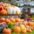 The Great Pumpkin Round Up: Open Saturdays Through Thanksgiving at  The George Ranch