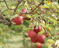Annual Fruit and Citrus Tree Sale