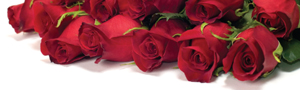 300-rose