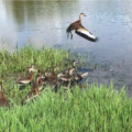 Seabourne Creek Nature Park Now Home to 14 More Whistler Ducks